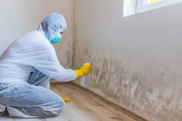Black mold inspection in Richmond